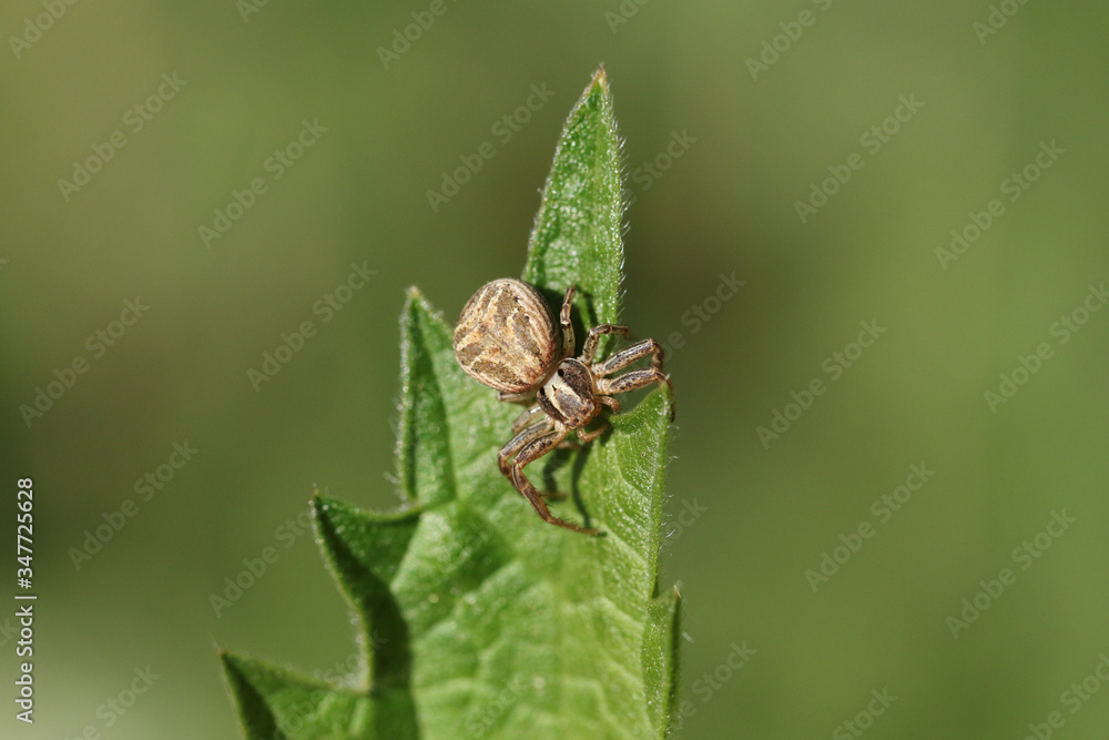 A hunting Crab Spider, Thomisidae, perching on stinging nettle leaf in spring. A hunting Crab Spider, Thomisidae, perching on stinging nettle leaf in spring.