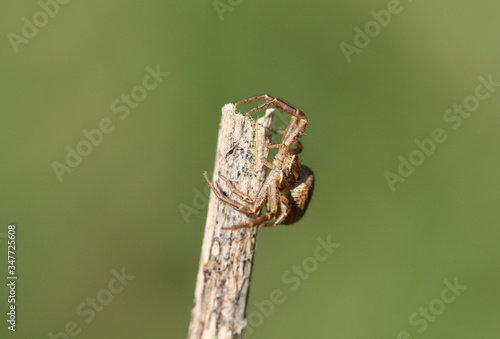 A hunting Crab Spider, Thomisidae, perching on the end of a twig. © Sandra Standbridge