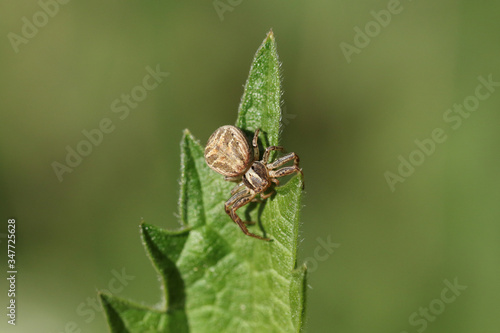 A hunting Crab Spider, Thomisidae, perching on stinging nettle leaf in spring.