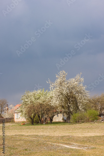 Rural landscape with houses and flowering trees on a background of gloomy stormy sky. Spring