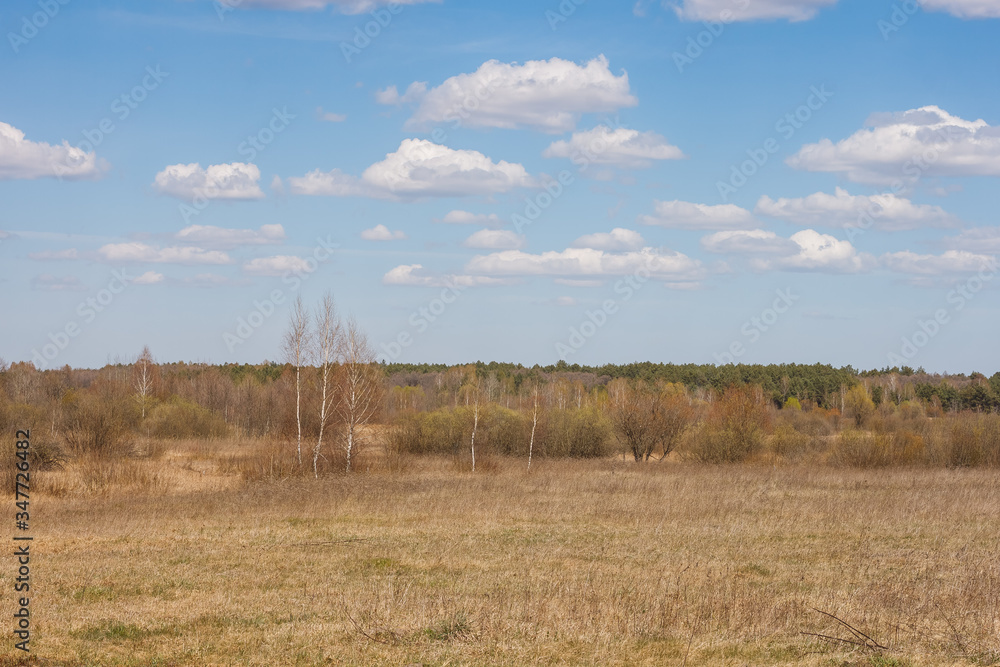 Spring landscape with view meadow with dry yellowed grass, forest and blue sky with clouds on a sunny day. 