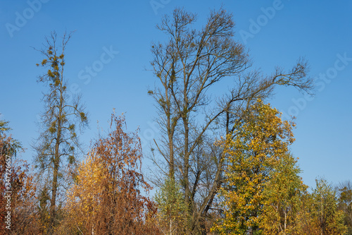 Autumn trees on blue sky background on a sunny day