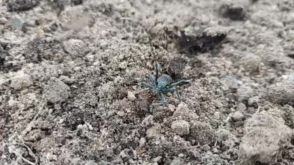 capricorn beetle creeping on soil. Big whiskered bug. Cerambyx cerdo. longhorn beetle running on soil. Ugly black beetle
capricorn beetle creeping on soil. Big whiskered bug. Cerambyx cerdo. longhorn beetle running on soil. Ugly black beetle