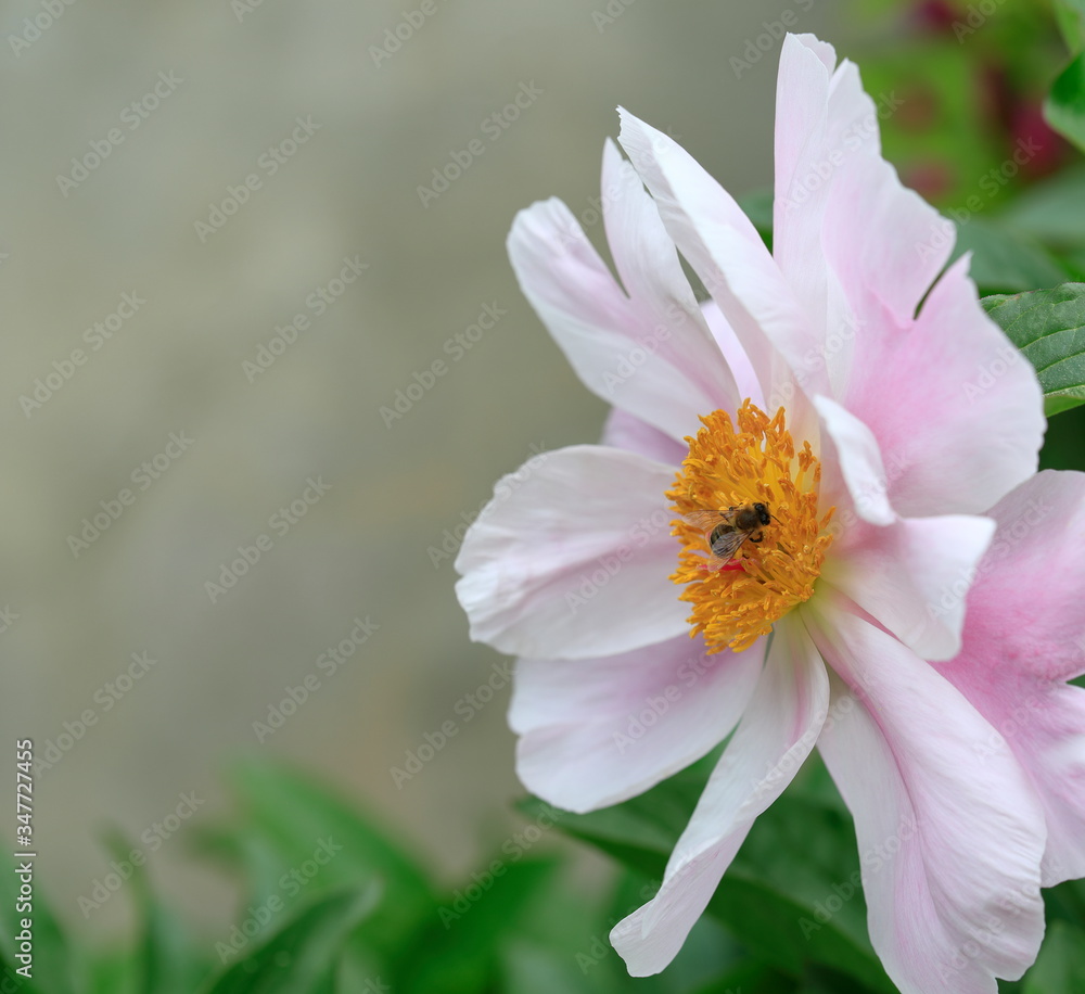 Fototapeta premium 아름다운 모란꽃