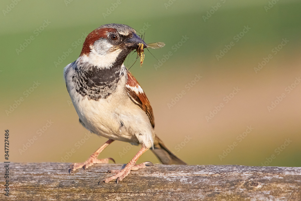 Fototapeta premium Haussperling mit Beute