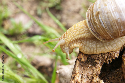 An ordinary in shell garden snail crawling on a stump.