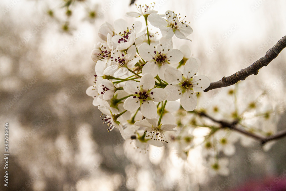 Obraz premium Cherry Blossom