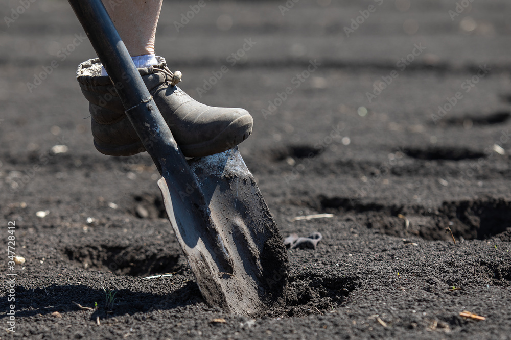 Farmer digs a hole by shovel in garden, feet and shovel, agriculture, gardening work, preparing cultivation Farmer digs a hole by shovel in garden, feet and shovel, agriculture, gardening work, preparing cultivation