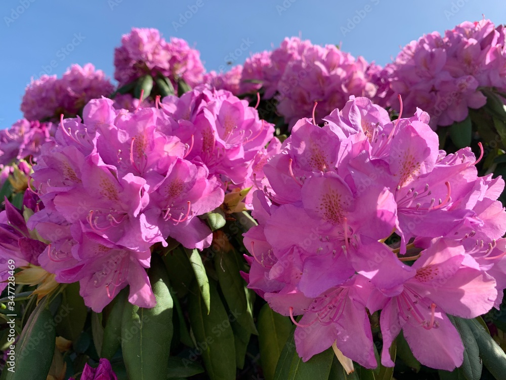 pink hydrangea flowers