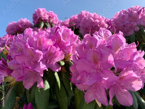 pink hydrangea flowers