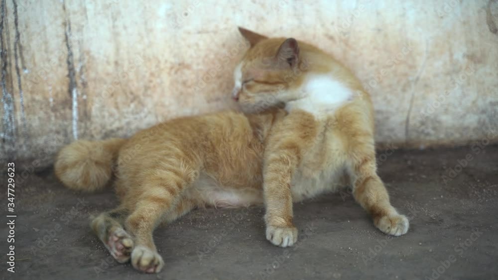 Stray cats at Street Thailand. 4K , A wild animal. homeless feline. Stray cats at Street Thailand. 4K , A wild animal. homeless feline.
