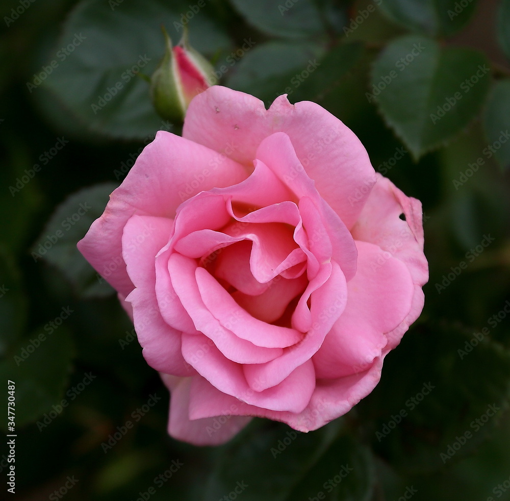 Ornamental plant of the pink rose