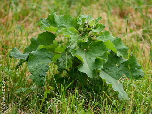 Fotografie Wild weed plant burdock