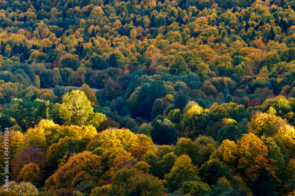 Aerial view with fall color forest and one tree highlighted by sunlight