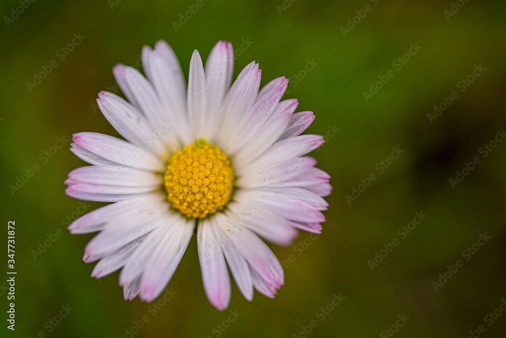 Daisy close up