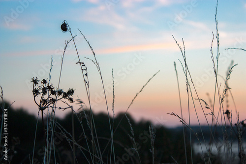Dry grass in the field at dawn with big shining sun. Silhouette of plants against the background of dawn in summer