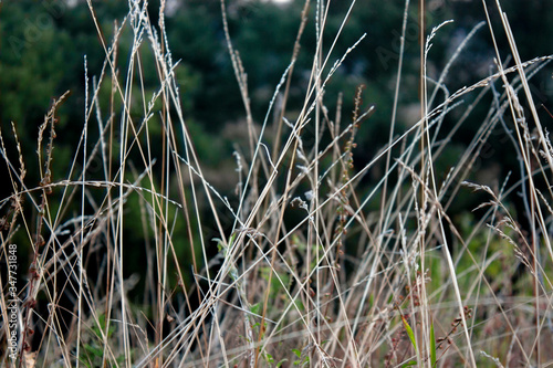 Stalks of dry grass in a meadow close-up. Dry grass on a blurred background of green trees. Side view. © Vladimir