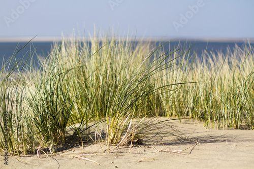green grass on the beach with shallow depth of field and sea in the Background on a sunny summer day