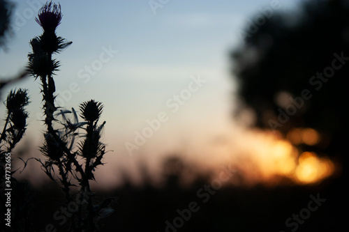 Dry grass in the field at dawn with big shining sun. Silhouette of plants against the background of dawn in summer