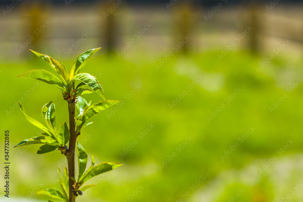 peach seedling grows on green background peach seedling grows on green background