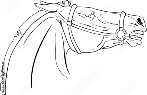 Coloring horse in bridle.