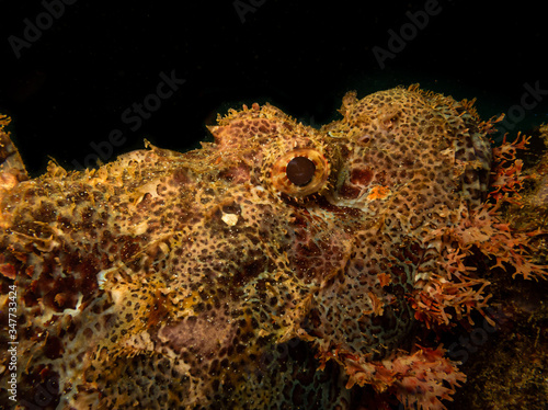 Closeup shot of a scorpionfish found at a Puert Galera wreck dive in the Philippines. photo