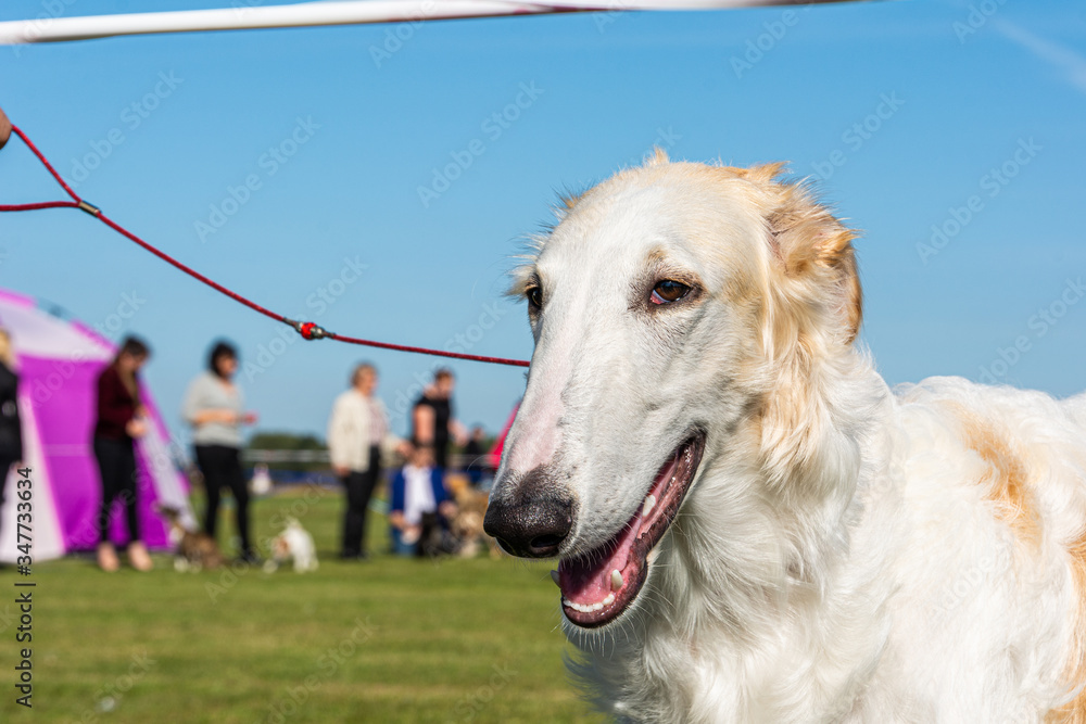 Happy white dog in leash enjoys the Swedish summer Happy white dog in leash enjoys the Swedish summer