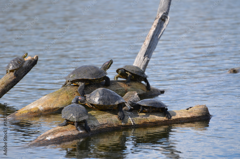 Fototapeta premium Tortoise