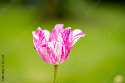 artful tulip in pink and white