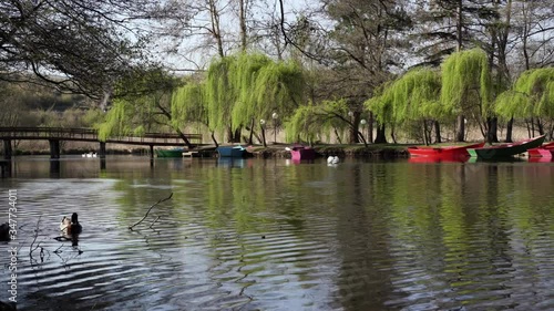 Swans and ducks swimming on calm canal with vibrant water reflecting green willows on paradise park of Drilon in Albania photo