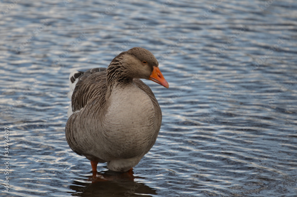 duck on the water duck on the water
