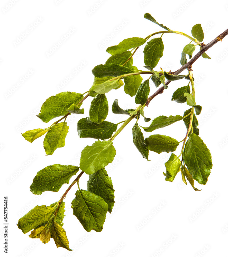 Fototapeta premium branch of wild apple tree with green leaves on a white background