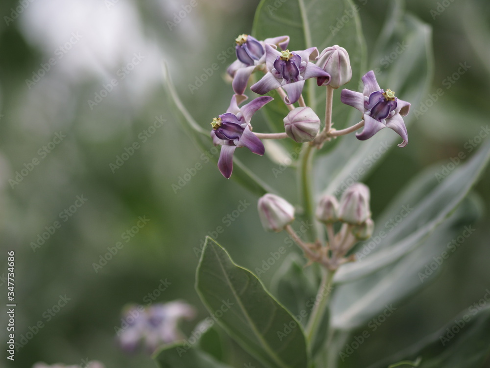 crown flower, Calotropis gigantea, Apocynaceae, Asclepiadoideae five sepals, which have cones connected together have dark and soft purple color crown flower, Calotropis gigantea, Apocynaceae, Asclepiadoideae five sepals, which have cones connected together have dark and soft purple color