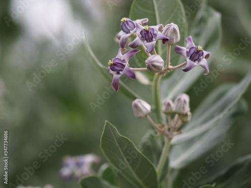 crown flower, Calotropis gigantea, Apocynaceae, Asclepiadoideae five sepals, which have cones connected together have dark and soft purple color