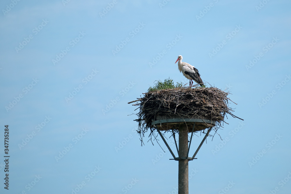 Fototapeta premium White stork (Ciconia ciconia) on the nest on a pole is waiting for its partner to return from the wintering grounds, the large birds are breeding in Europe, copy space