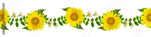 Fresh green leaves of Siberian peashrub, daisies and sunflowers in seamless waved pattern photo