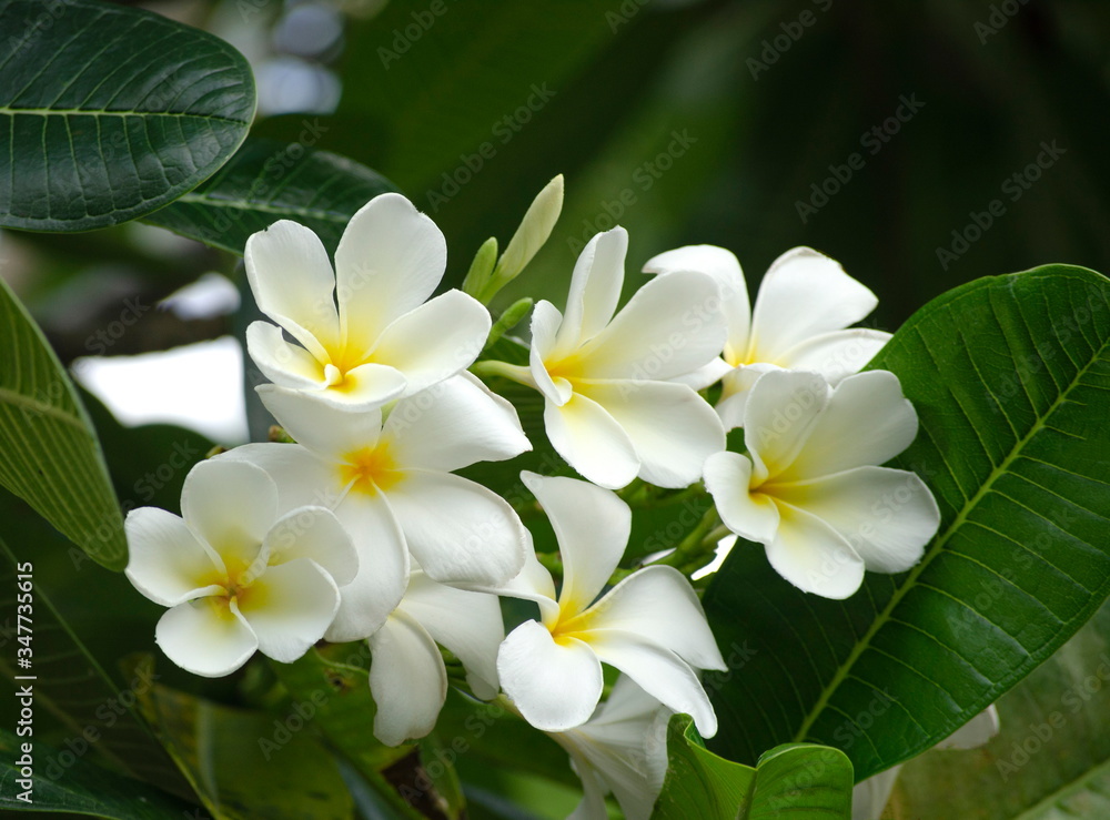 Close-up shot of white frangipani group on soft background. Close-up shot of white frangipani group on soft background.