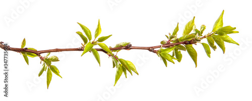 apricot tree branch with green leaves on a white background © toomler