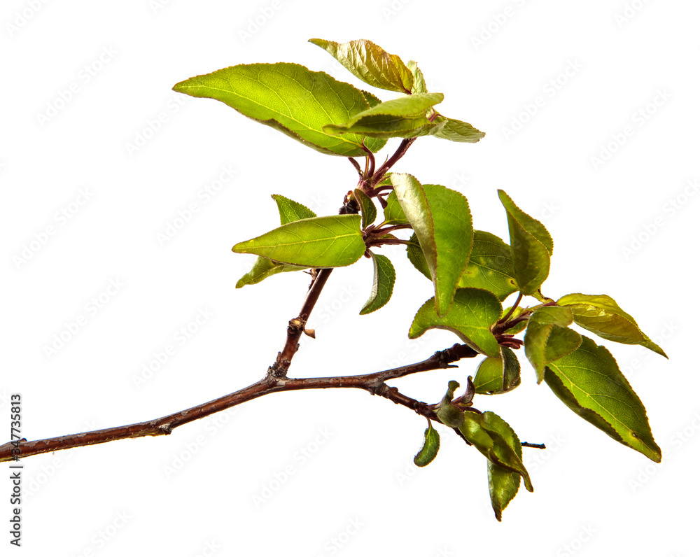 Fototapeta premium apricot tree branch with green leaves on a white background