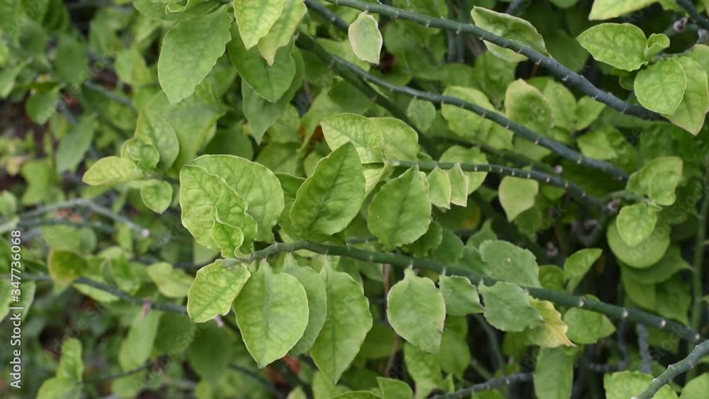 Green leaf wind the wind in the garden Green leaf wind the wind in the garden