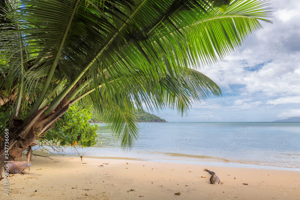 Palms leafs on exotic tropical beach. Summer vacation and tropical beach concept.	