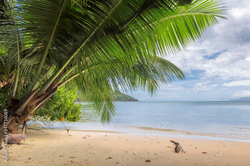 Palms leafs on exotic tropical beach. Summer vacation and tropical beach concept. 