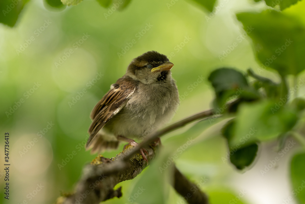 Spatz ruht sich nach ersten Flügen im Apfelbaum aus Spatz ruht sich nach ersten Flügen im Apfelbaum aus