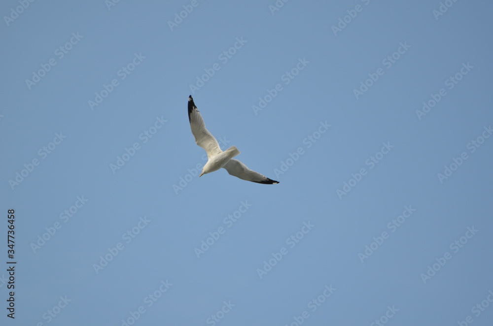 seagulls in flight