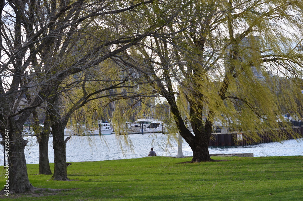Obraz premium trees in the park