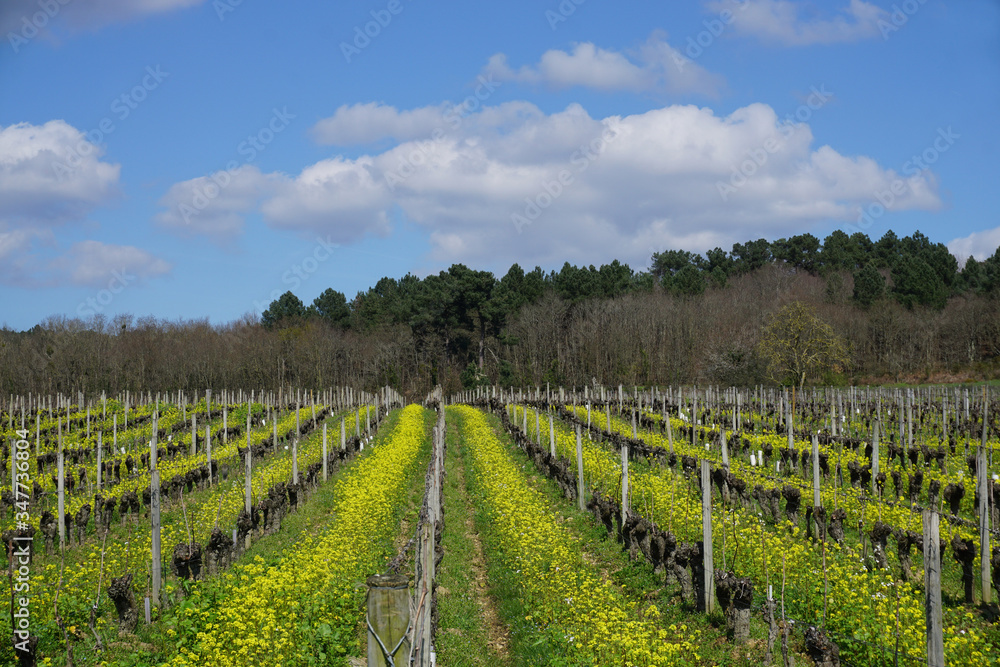 yellow wild flowers growing in between rows of vines in vineyard in Loire valley, France on a gorgeous spring day