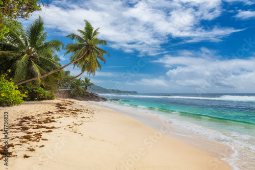 Fototapeta Naklejka Na Ścianę i Meble -  Tropical beach, coconut palm trees and turquoise ocean in paradise island. Summer vacation and tropical beach concept.