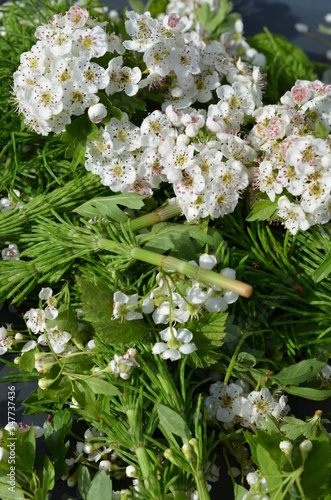 Surowiec zielarski, zebrane kwiaty głogu i młode pędy skrzypu, Crataegus i Equisetum 