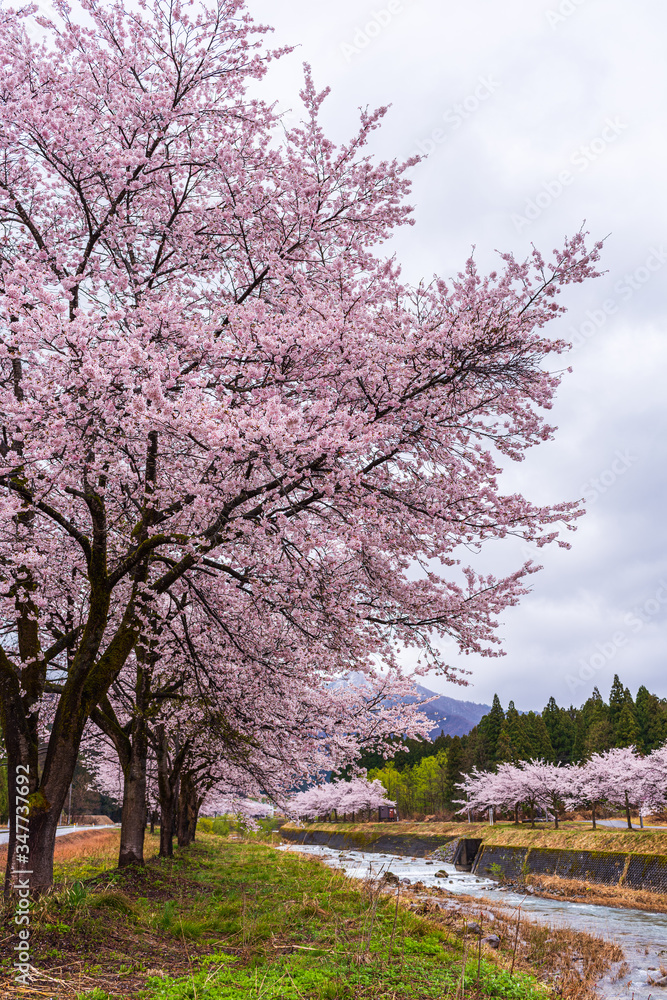 Amazing Cherry blossom in full Bloom.
In Japan, March and April are the best season for cherry blossom viewing. Amazing Cherry blossom in full Bloom.
In Japan, March and April are the best season for cherry blossom viewing.