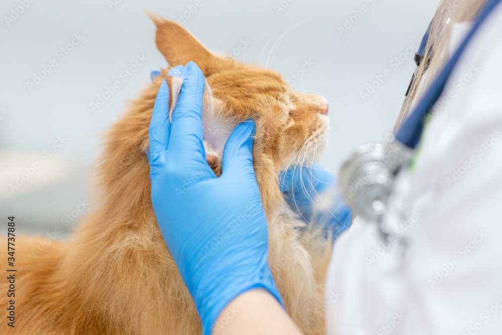 Vet looks ear of a cat while doing checkup at clinic Vet looks ear of a cat while doing checkup at clinic